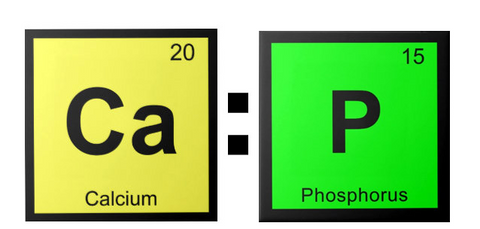 calcium phosphorus ratio