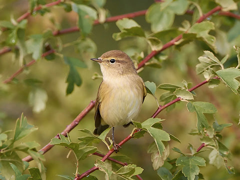 Chiffchaff