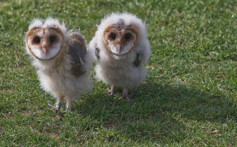 baby barn owl chicks
