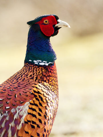 Bird Of the Month - Pheasant – Green Feathers