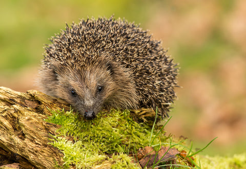 Hedgehog