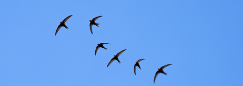 Swifts flying in the sky