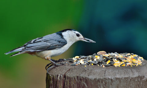 a nuthatch feeding on seeds