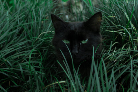 a black cat hiding in long grass