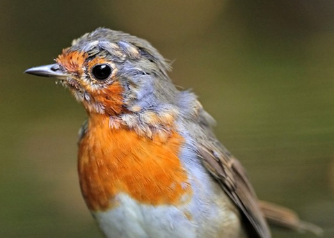 Moulting Robin