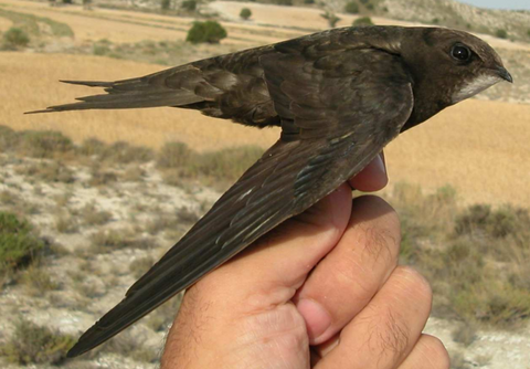 Common Swift, Help When Found on the Ground Without Obvious Injuries - © http://blascozumeta.com