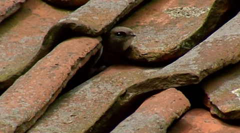 Swift Sharing Home © www.vogelbescherming.nl   