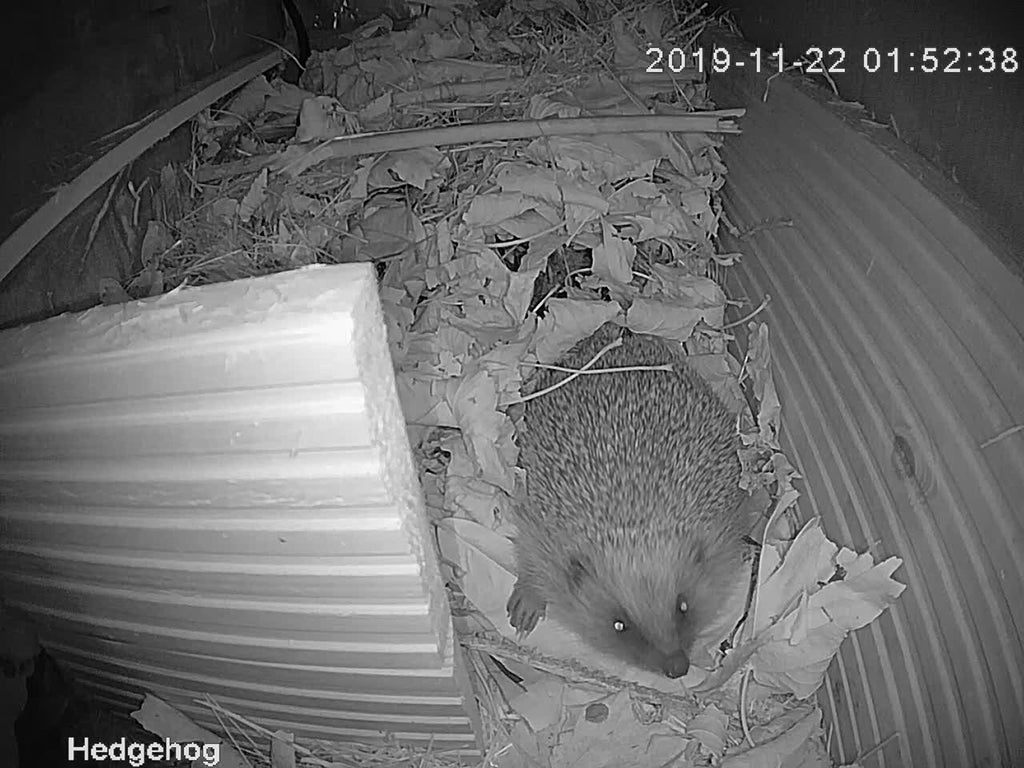 hedgehog night vision camera