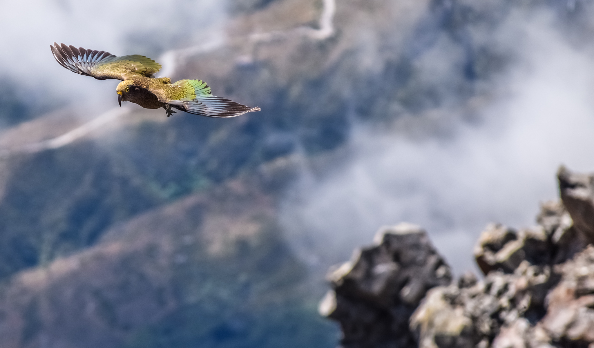 New Zealand Bird Flying