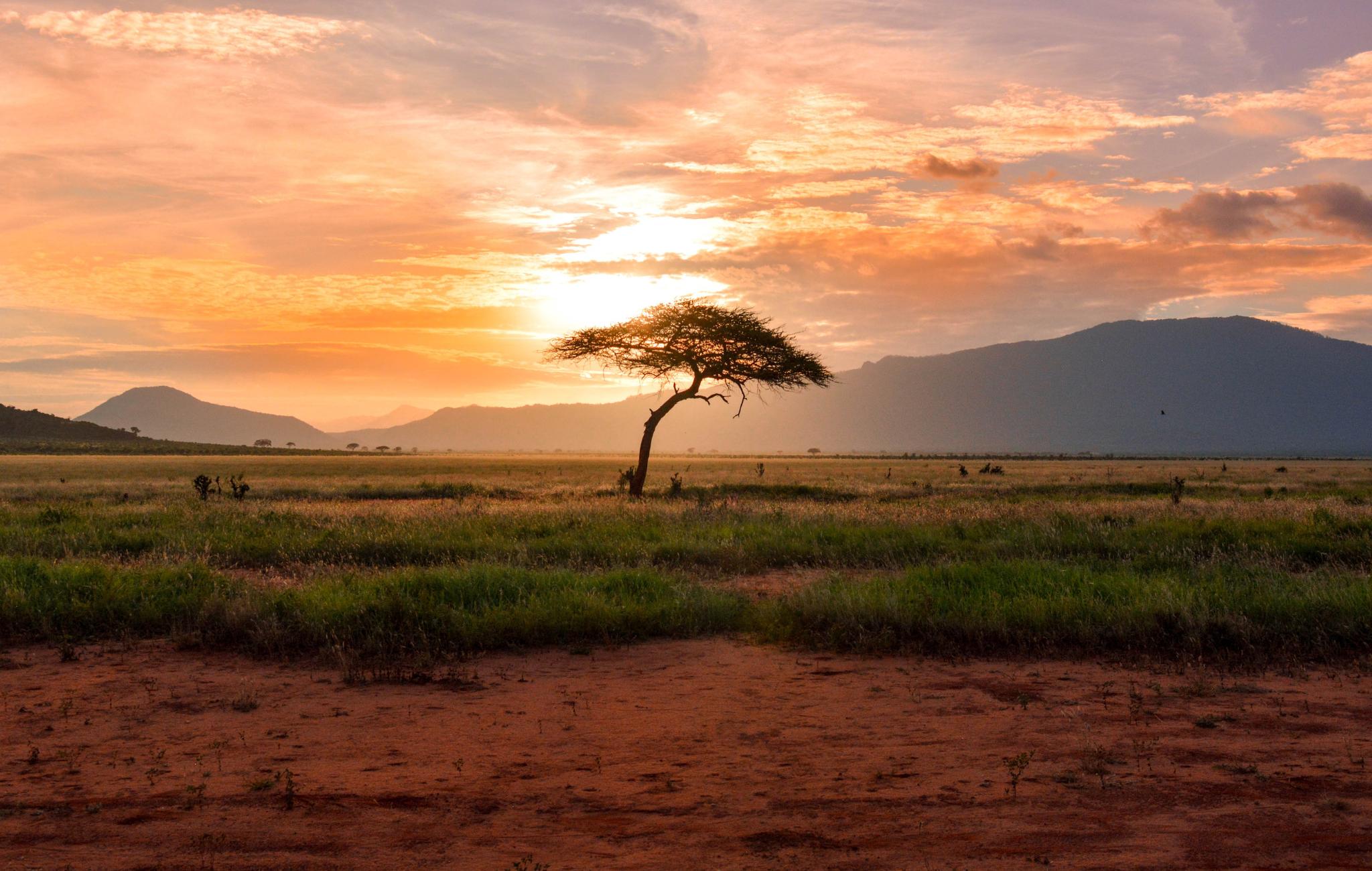 everything-you-need-to-know-about-going-on-safari