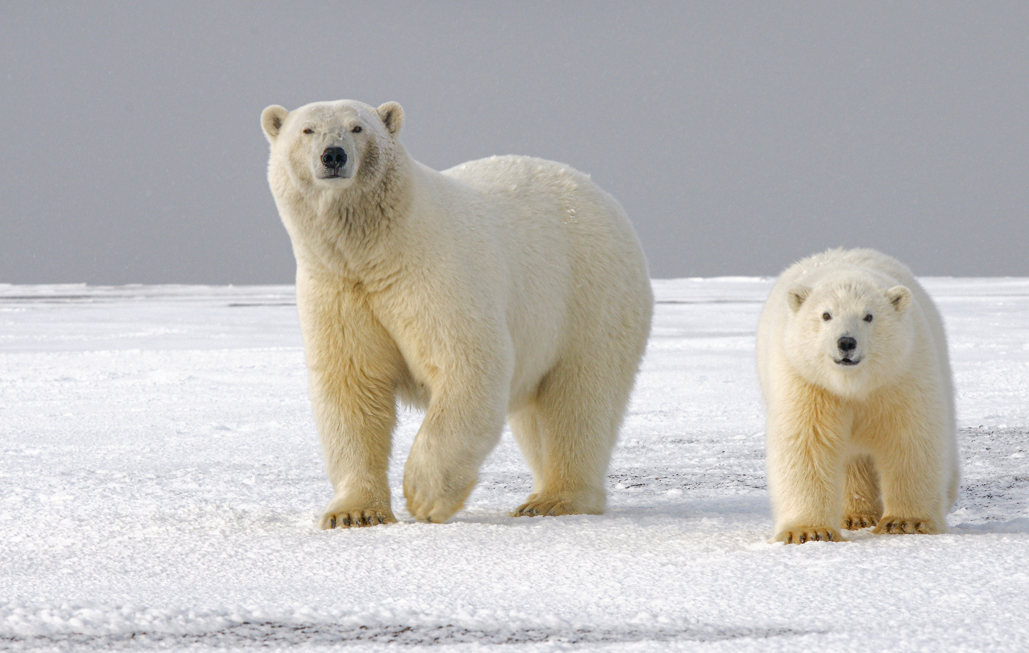 travel-guide-to-svalbard-norway