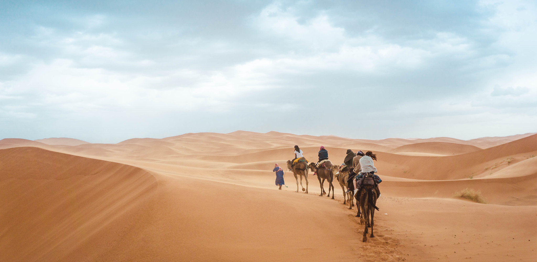 camels in sahara desert morocco