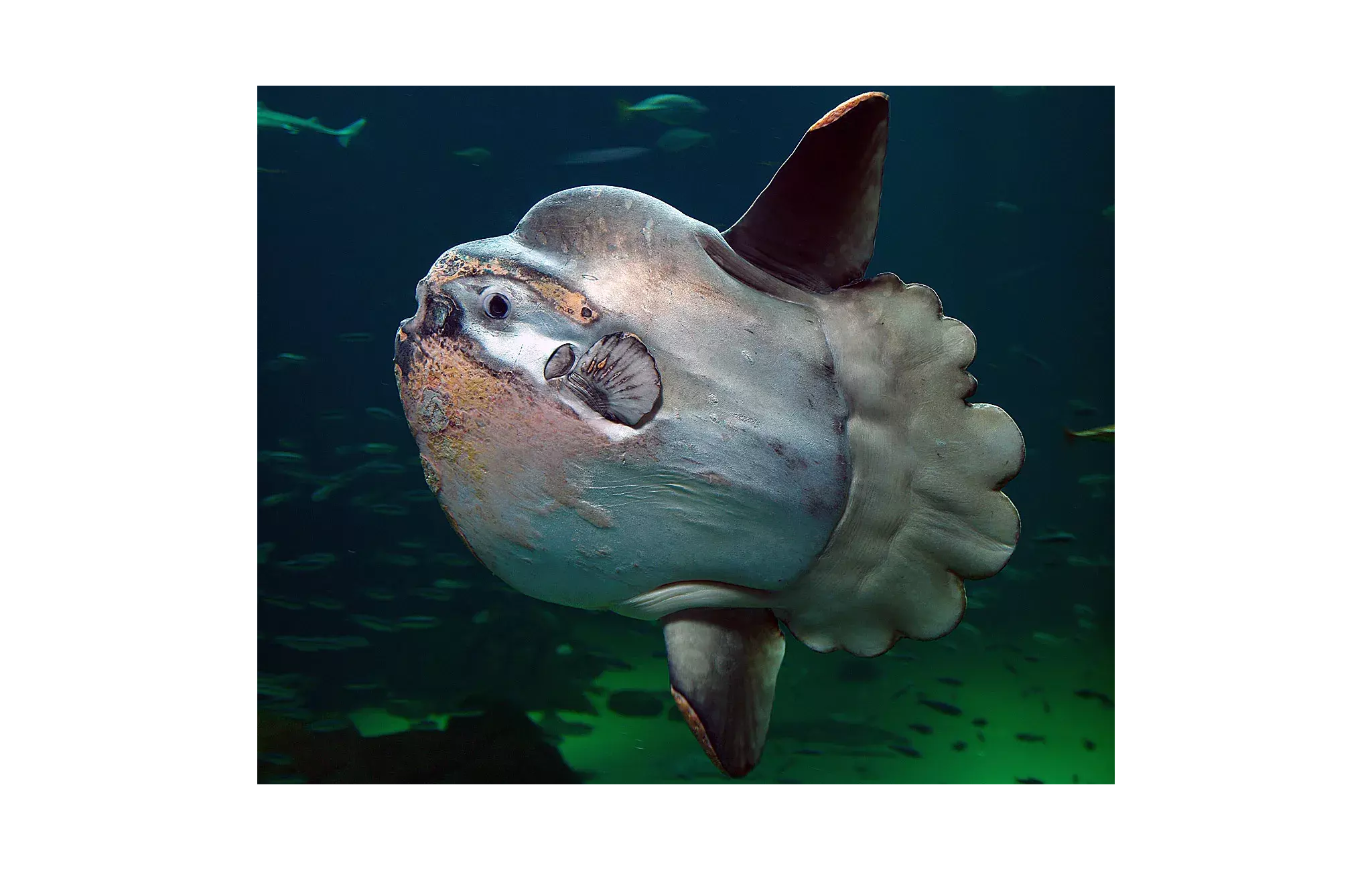 Ocean Sunfish