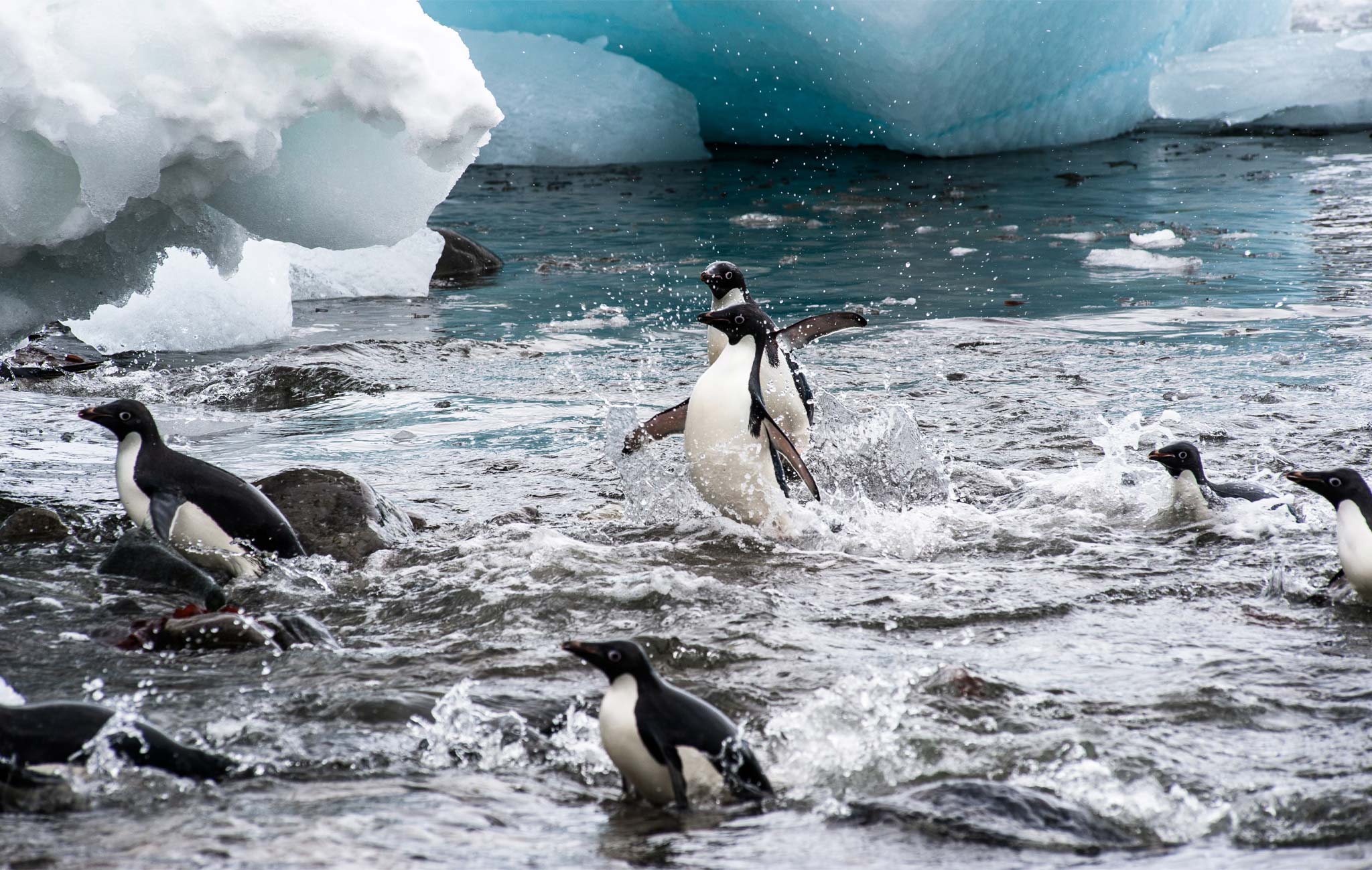 plastics swimming in the south pole