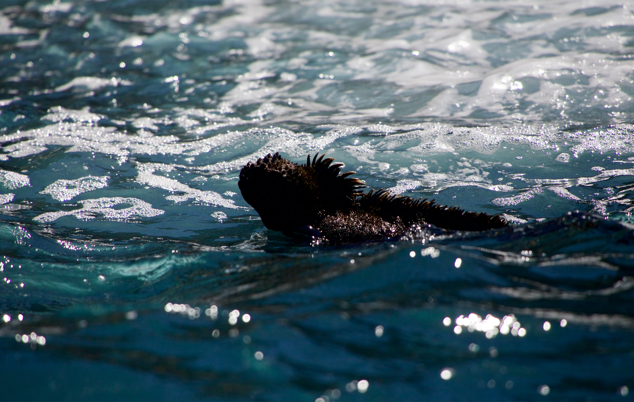 swimming lizards in galapagos