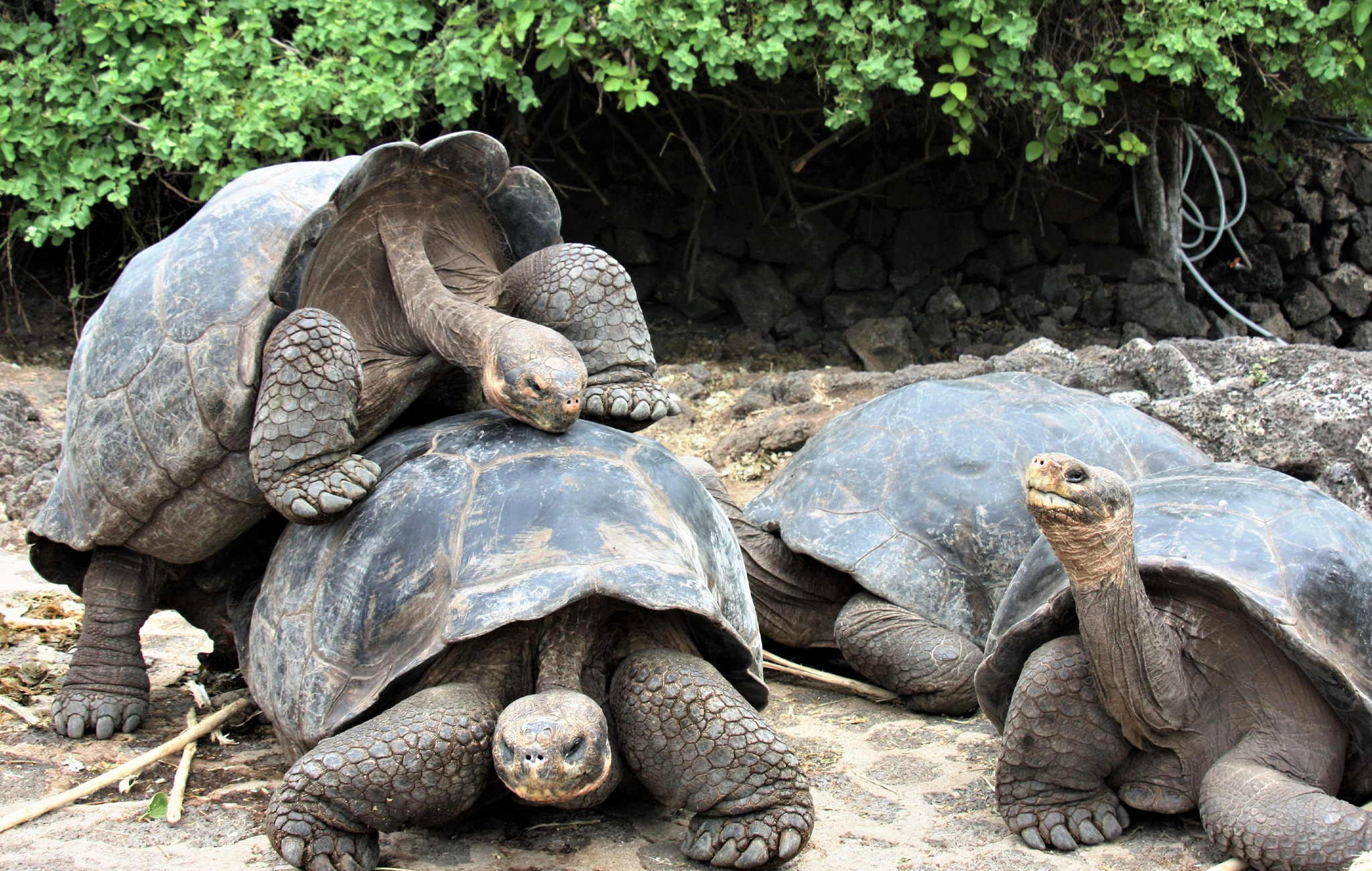 turtles in the galapagos