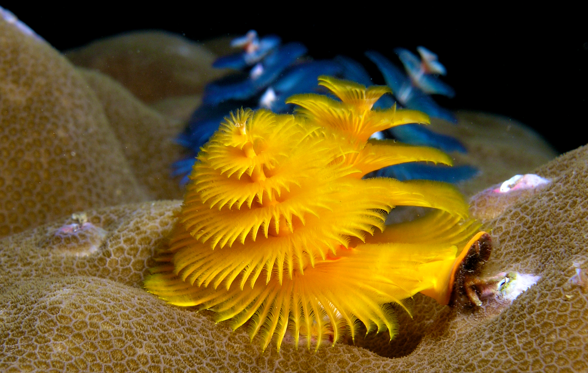 Christmas Tree Worm 