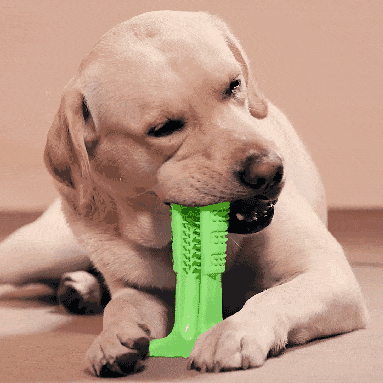 Bristly Brushing Stick Dog Toothbrush Stick Tooth Cleaning Chew Toy DIY Pets Oral Care For Puppy World's Most Effective Dog Daily dental teeth DogySticky by sooknewlook