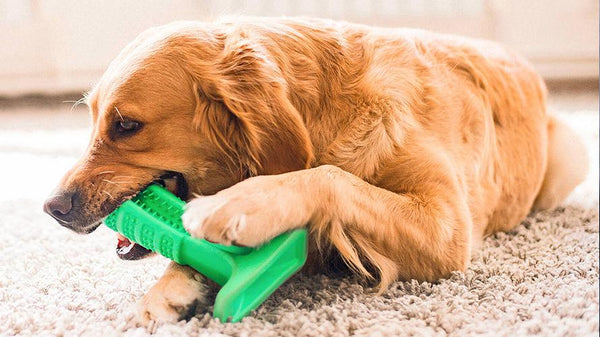 brushing stick for dogs