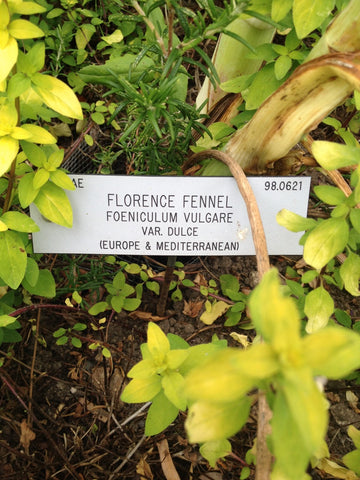 Florence Fennel