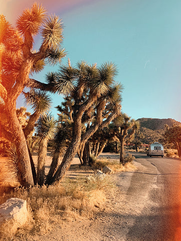 Joshua Trees. Capture the moment. Photo. Camera. Digital Camera.