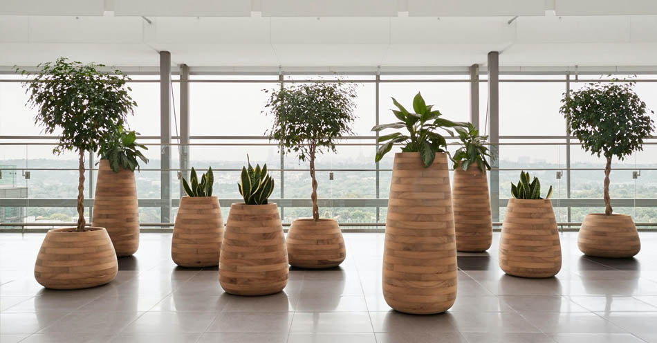 Indigenus planters featured in a corporate office headquarters. Indigenus planters available at Sarza home goods and furniture store, Rye, New York