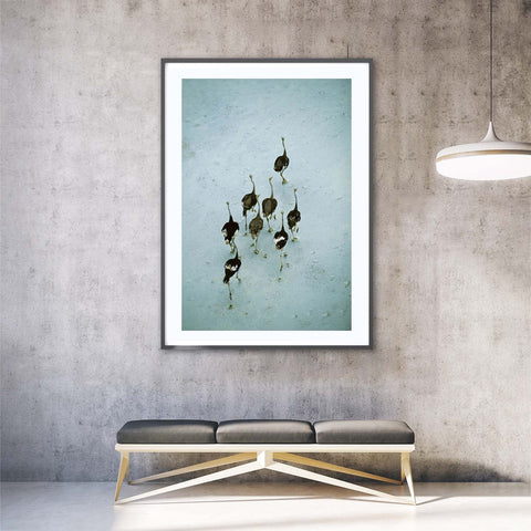 Richard DuToit, fine art nature photography featuring ostriches, an aerial shot taken from above. Richard DuToit photography and artwork is available at Sarza store home goods, wall art and furniture store