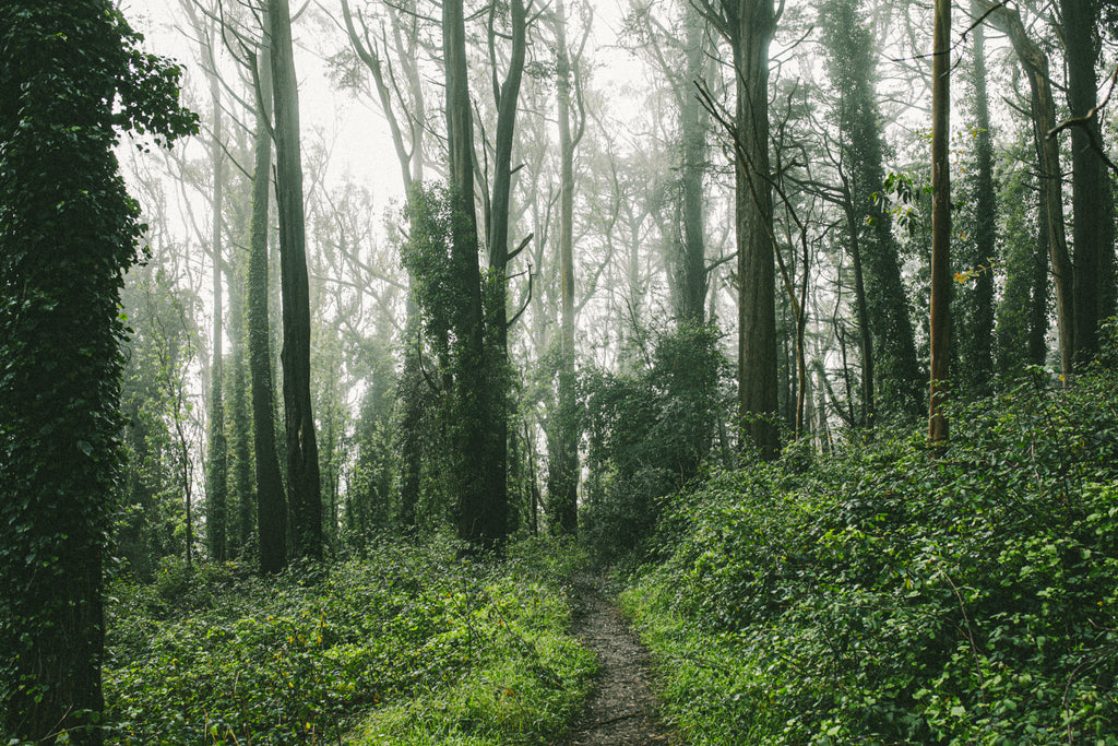 misty woodland with path
