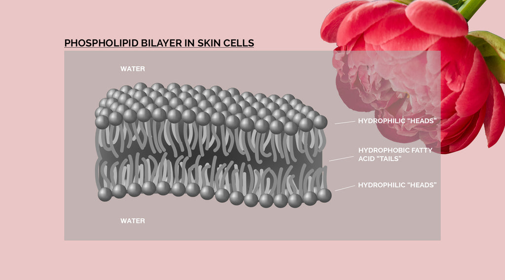 bilayer diagram