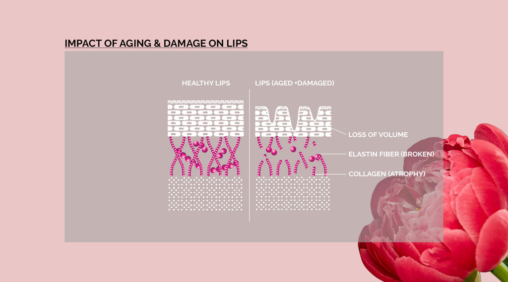 diagram healthy and not healthy lips