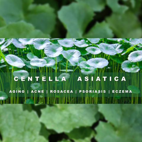 Centella Asiatica (Gotu Kola)