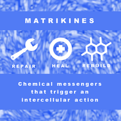 What are Matrikines?