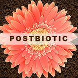 Skin Postbiotics/Ferments