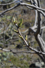 pistachio-brente-sciara