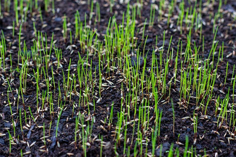 Seed Germinating