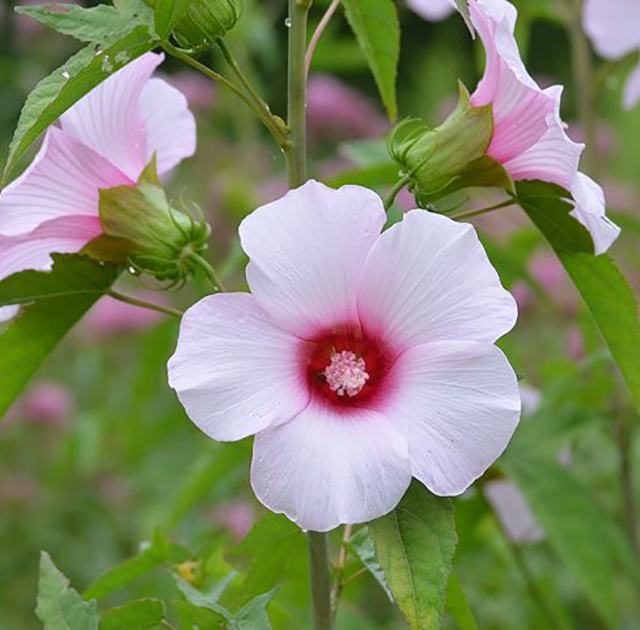 Hibiscus-laevis-Rose-Mallow-main_529x705.png