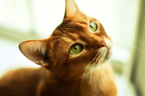 Best Diet For Cats With Ibd