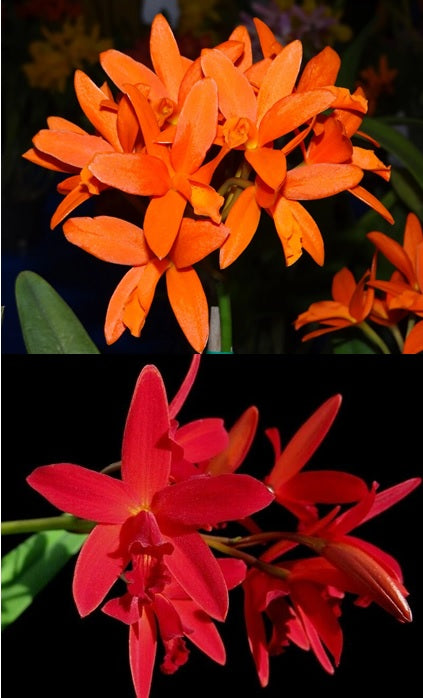 Ctt Trick Or Treat X Hsiang Yu Red Pearl Red Dragonfly Kingfisher Orchid Nursery