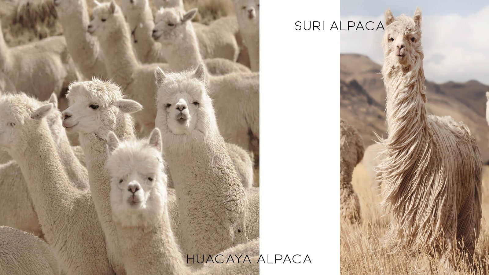 WHY ALPACAS