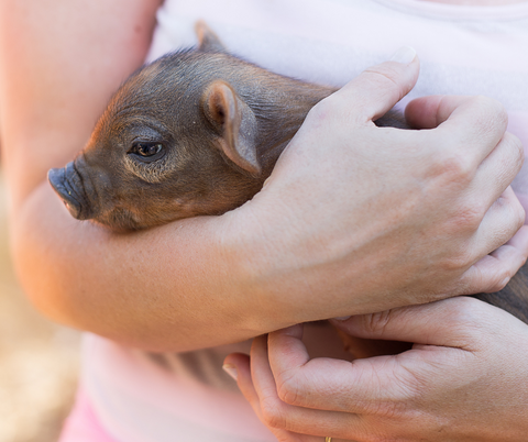 Piglet held by a person