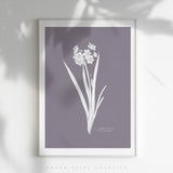 Birth Flower - Monthly Poster - COLOUR