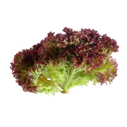 Lettuce Lollo Rosso_0