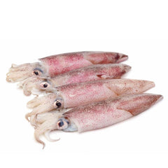 Squid Not Cleaned IWP Frozen 16-23cm 4-5pcs