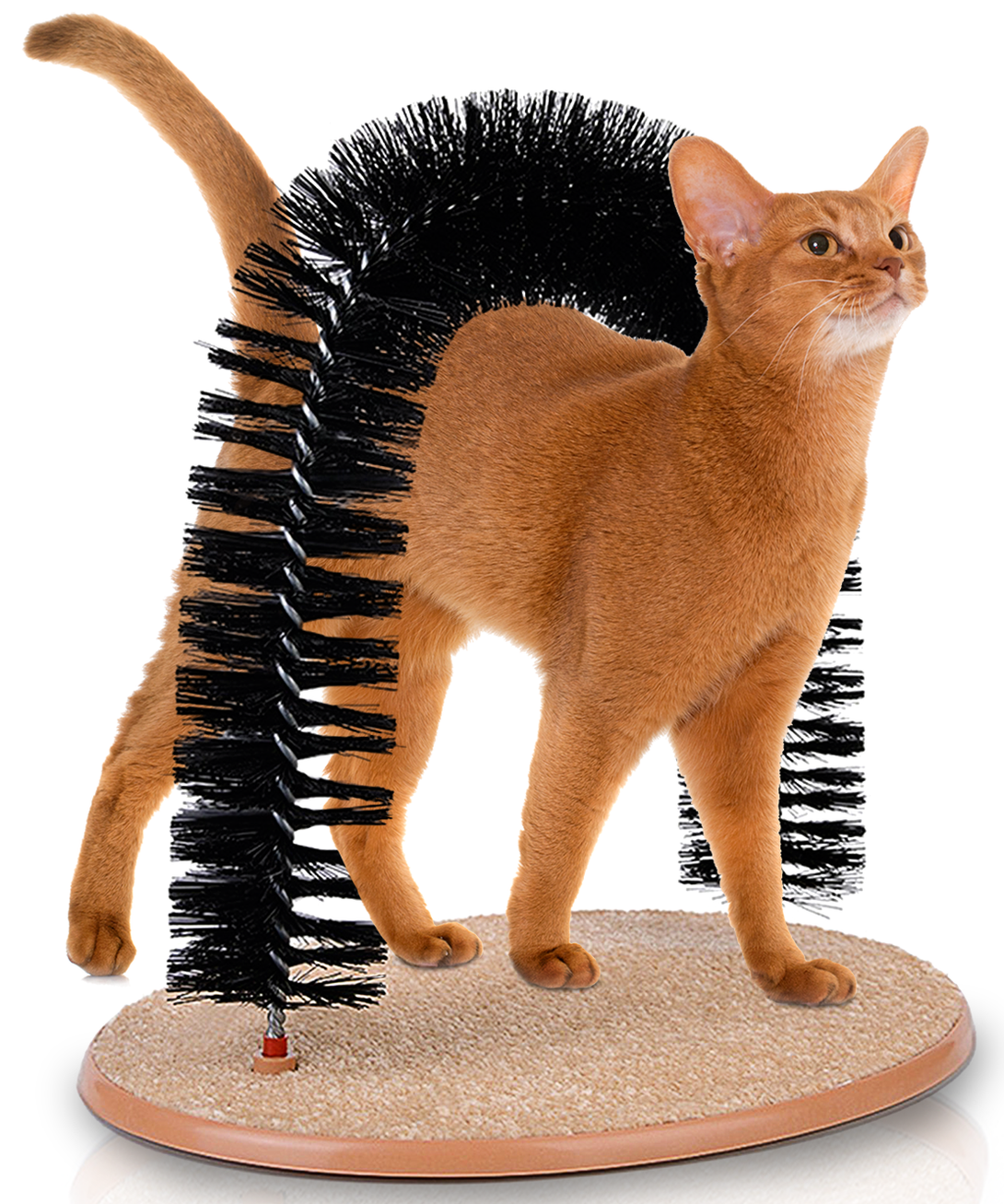 arched cat scratcher