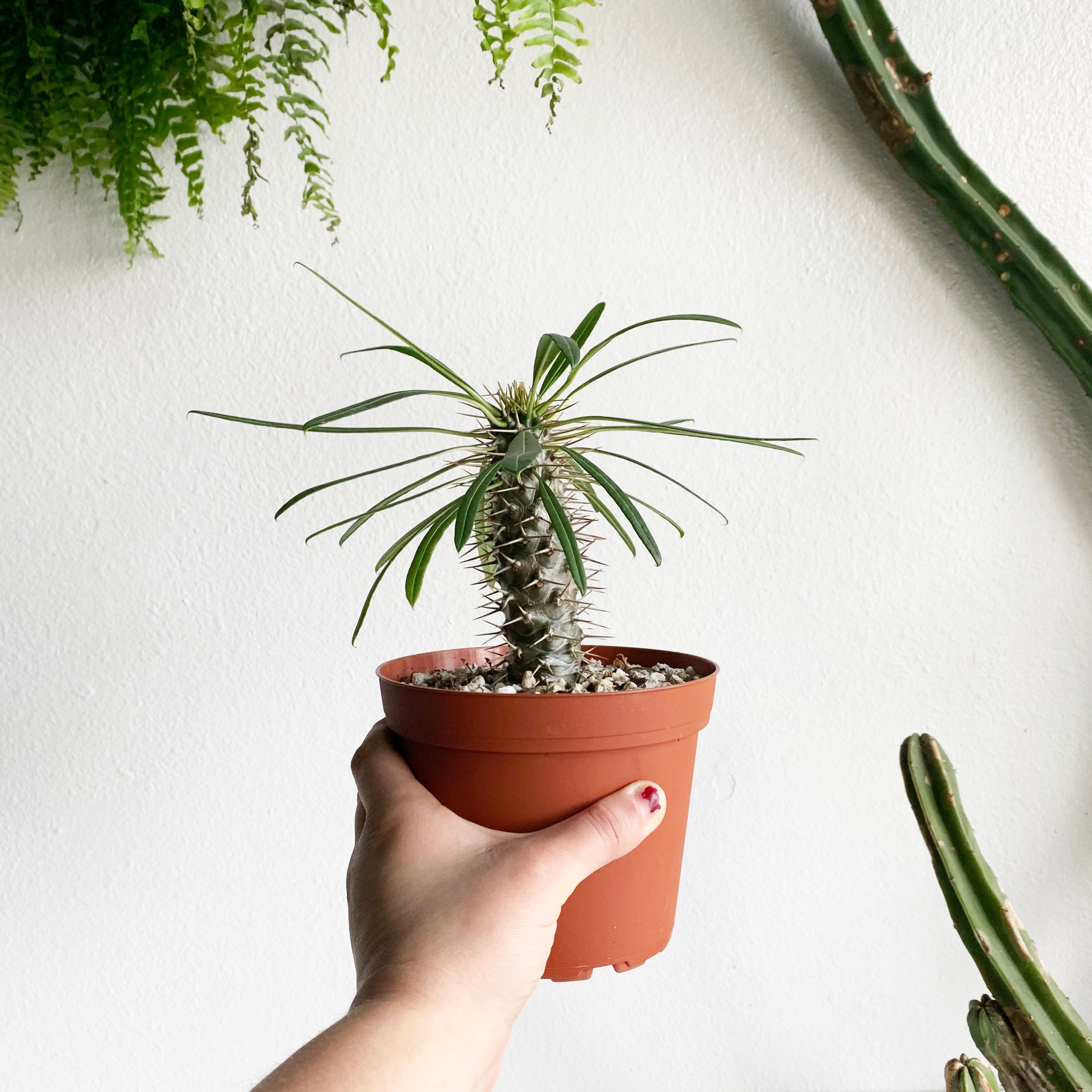 6" Euphorbia Pachypodium