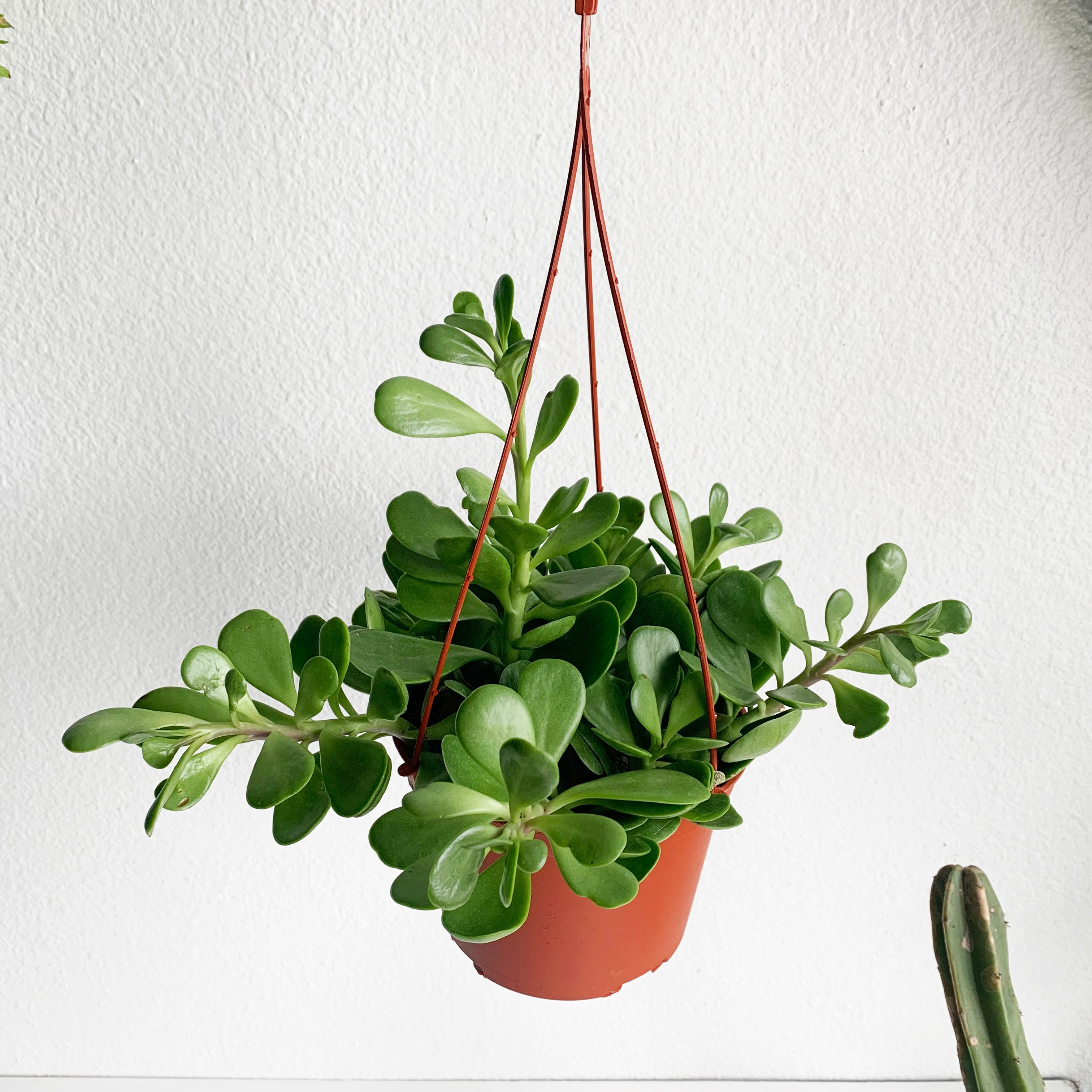 6" Trailing Jade Plant Hanging Basket