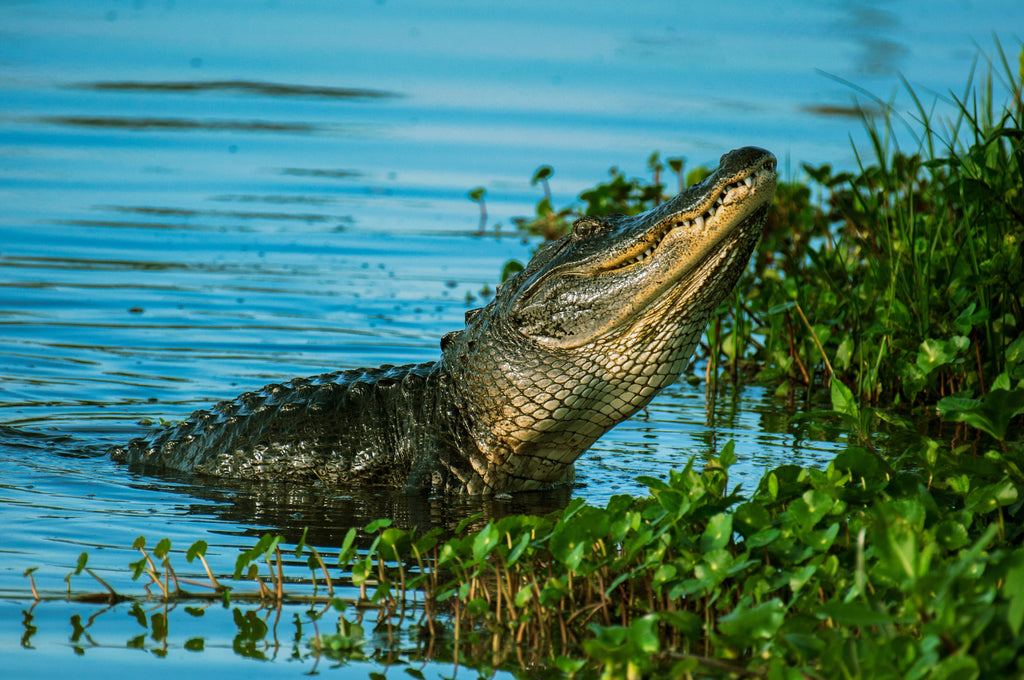 How to Wrestle Free From an Alligator (When in doubt, punch it in the snout!)