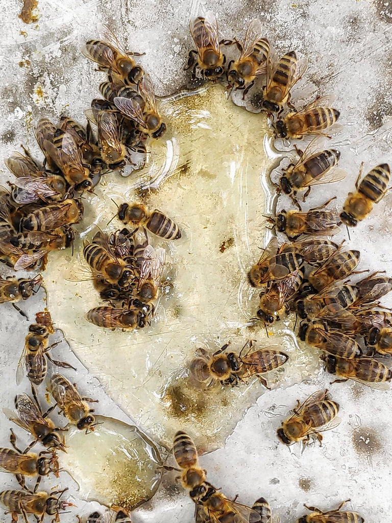 How likely is it to be attacked by a swarm of bees?