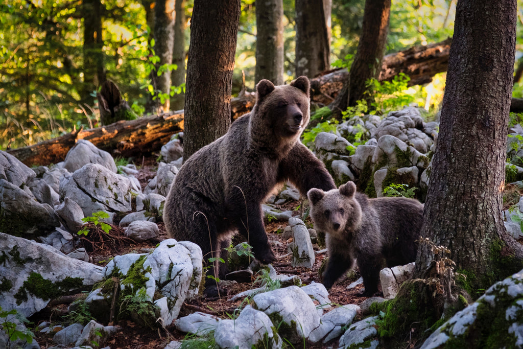 Are bears with cubs dangerous?