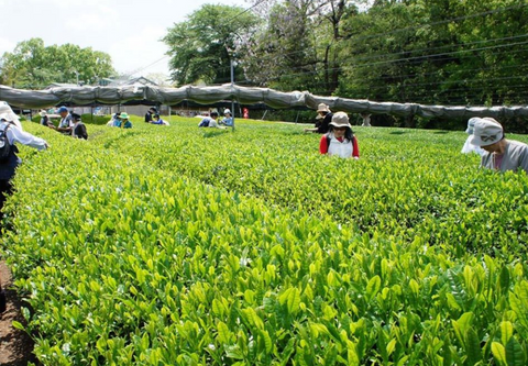 Matcha Tea Farm
